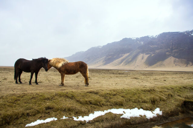 horsesforsaleCA
